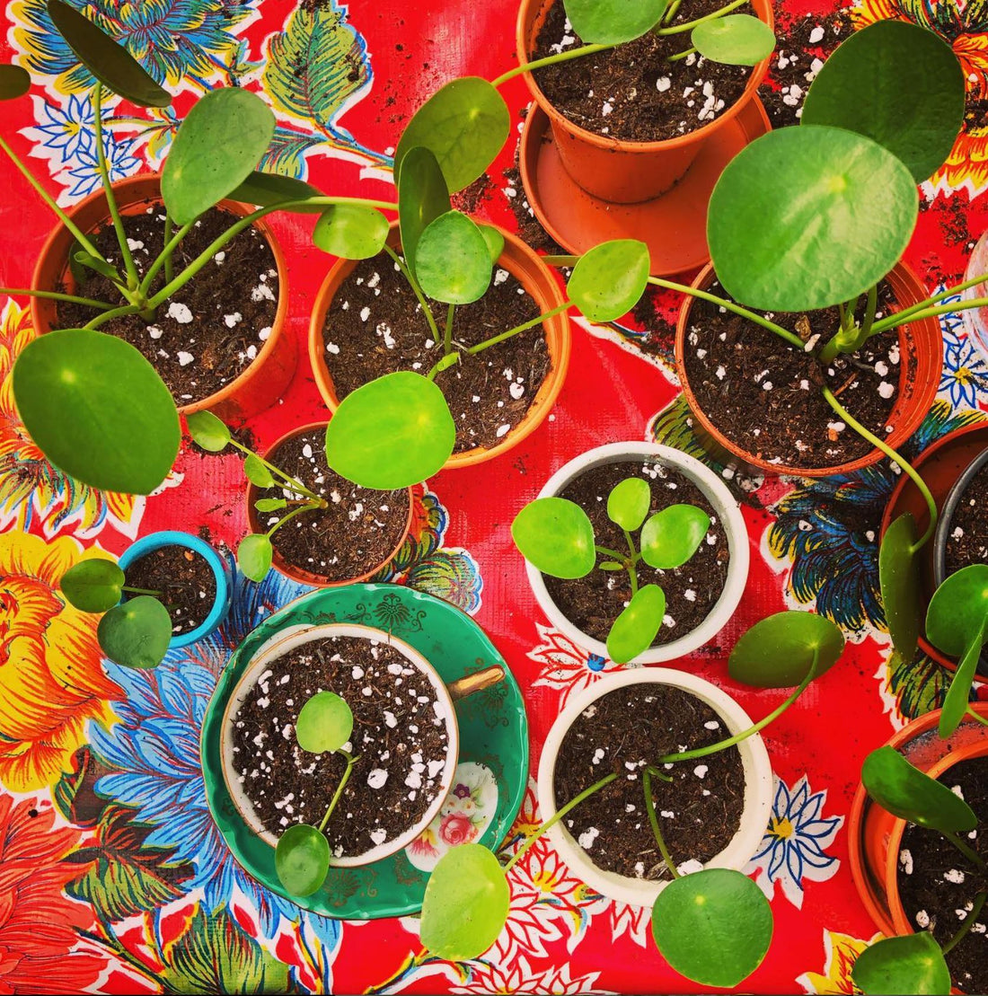 Mexican ilcloth vs. PVC Tablecloths: Choosing the Perfect Cover for Your Table, by Colours of Mexico